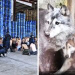 Rescatan 27 animales exóticos en Ocoyoacac, Edomex; y detienen a 42 personas