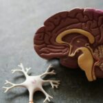 Proteína puede causar daño cerebral en enfermos de Alzheimer