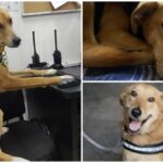 Expulsan a Carolino, el perro que hizo historia en la BUAP