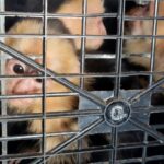 Rescatan 10 monos capuchinos transportados ilegalmente en Tabasco