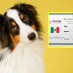 Lomito con papeles en regla; ahora hasta el firulais ya tiene CURP 