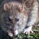 Secretaría de Salud emite aviso epidemiológico por hantavirus