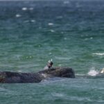 Ballena ‘Timmy’ que murió en Alemania será convertida en biocombustible