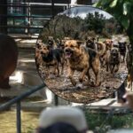 Jauría irrumpe en zoológico de Mérida y mata a seis animales