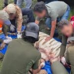 Capturan al tigre de Bengala que escapó en Edomex tras cinco días de operativo