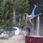 Turista embestido por un bisonte en Yellowstone relata el ataque: “El problema fue el aterrizaje”