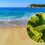 Bacteria “carnívora” causa siete muertes en Florida y Luisiana; alertan a bañistas