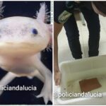 Recuperan en Granada 29 ajolotes mexicanos vendidos de manera ilegal
